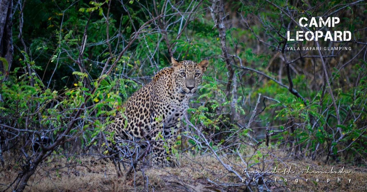 Camp Leopard - Yala Safari Glamping Hotel Exterior foto