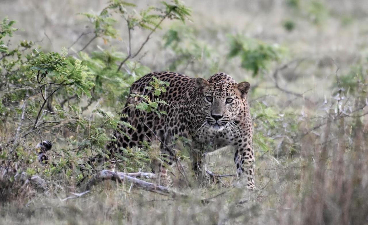 Camp Leopard - Yala Safari Glamping Hotel Exterior foto
