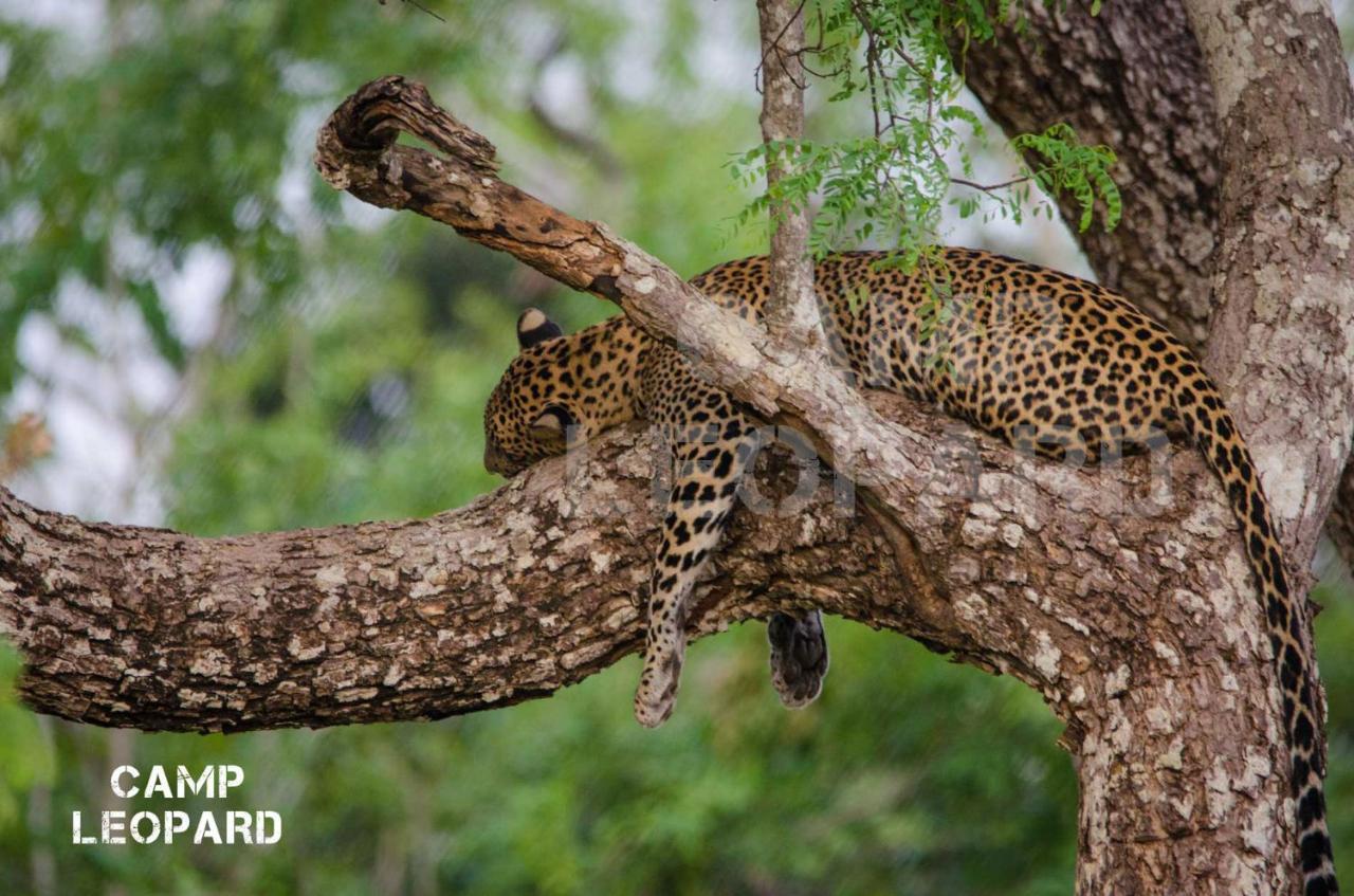 Camp Leopard - Yala Safari Glamping Hotel Exterior foto