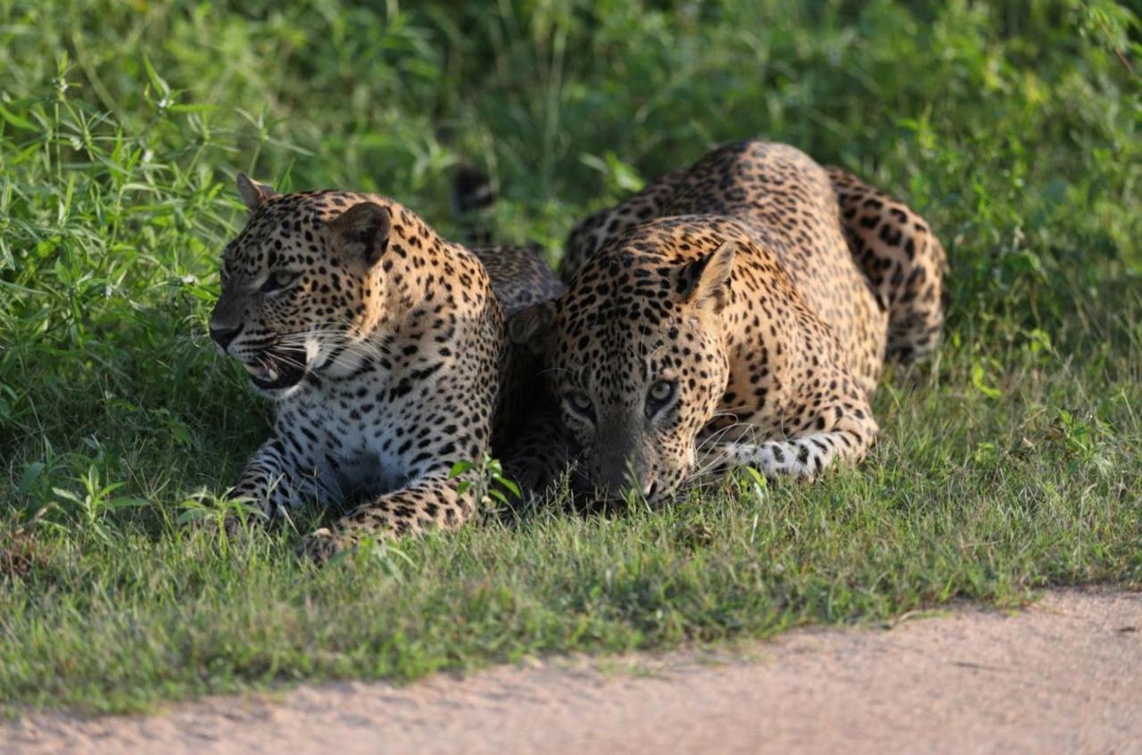 Camp Leopard - Yala Safari Glamping Hotel Exterior foto