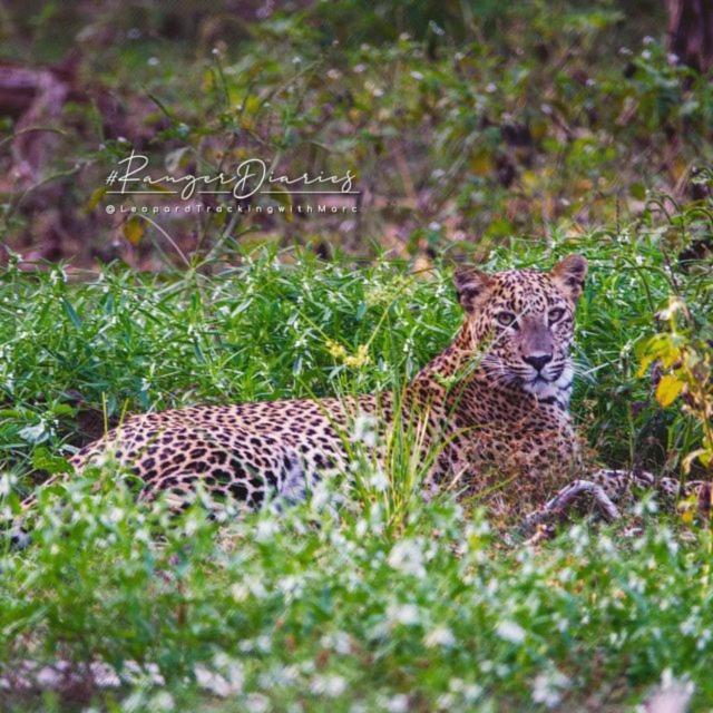 Camp Leopard - Yala Safari Glamping Hotel Exterior foto