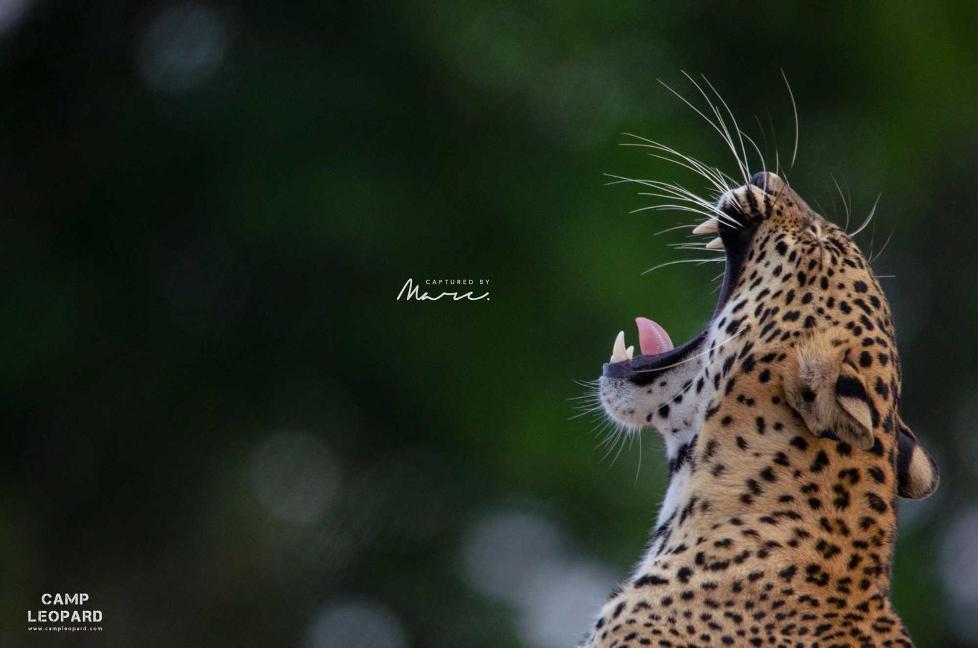 Camp Leopard - Yala Safari Glamping Hotel Exterior foto