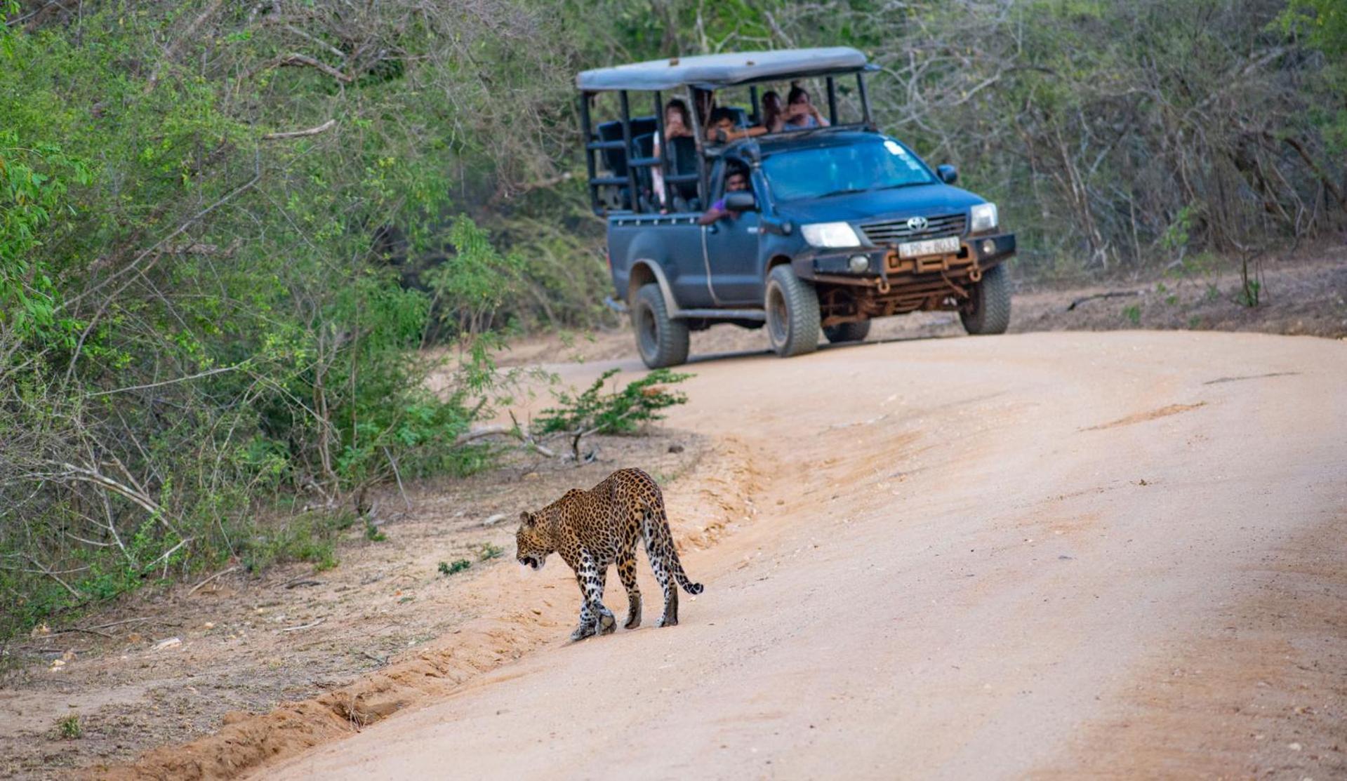 Camp Leopard - Yala Safari Glamping Hotel Exterior foto