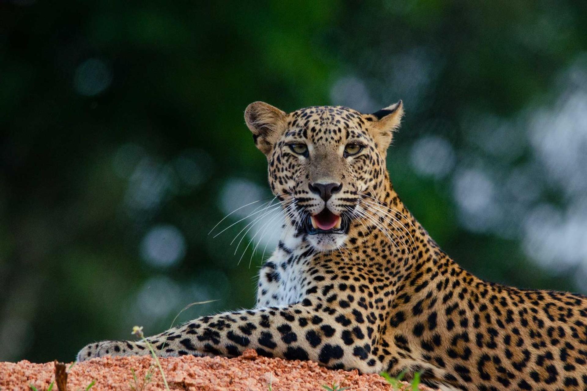 Camp Leopard - Yala Safari Glamping Hotel Exterior foto